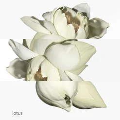 Hermès Eau De Toilette|Parfums Mixtes|- Un Jardin sur le Nil - Eau de Toilette
