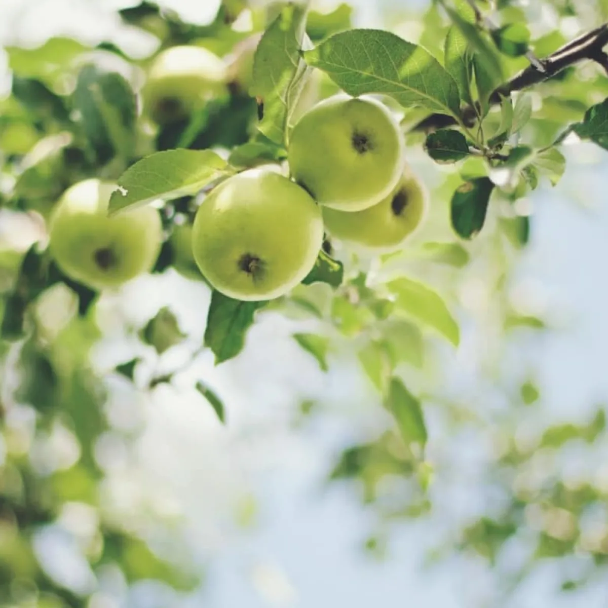Jeanne en Provence Soin Éclat|Soin Spécifique|- Sérum Éclat Pomme 30 ml